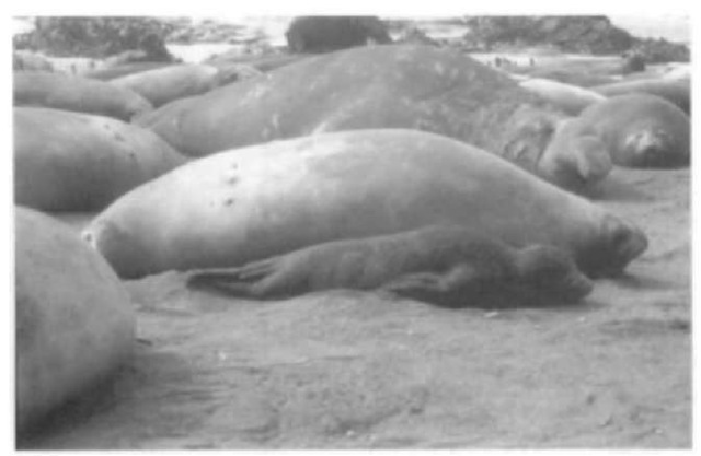Adult male (background), adult female, and newborn pup southern elephant seals. Adidt males weigh 8-10 times as much as the females, making them the most sexually dimorphic of all mammals. 