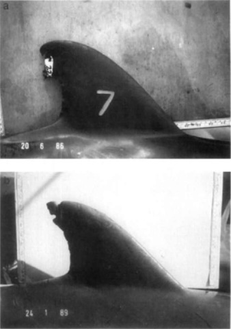 (Top) Dorsal Jin of a 2-year-old female bottlenose dolphin showing a fresh freeze brand ("7") above a year-old freeze brand and a 1-year-old roto tag. (Bottom) Dorsal fin of the same bottlenose dolphin at 5 years of age showing 3- and 4-ijear-old freeze brands, a naturally acquired notch at the top of the leading edge of the fin, and a notch formed from loss of a roto tag on the trailing edge of the fin. 