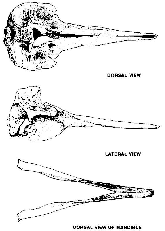 Skull of Indopacetus pacificus. 