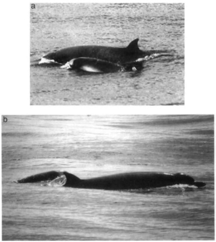  (a) A presumed cow and calf pair of an unidentified bottlenose whale from the eastern tropical Pacific that is probabh Indopacetus pacificus; notice the pigmentation pattern of the calf in the foreground, (b) Same cow/calf pair showing the crease between melon and beak of the adult. 