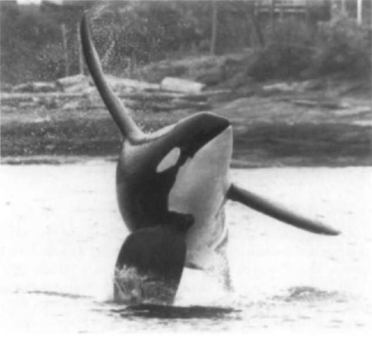 Adult male killer whale breaching near San Juan Island, Washington. Note large pectoral flippers and tall dorsal fin typical of mature males.