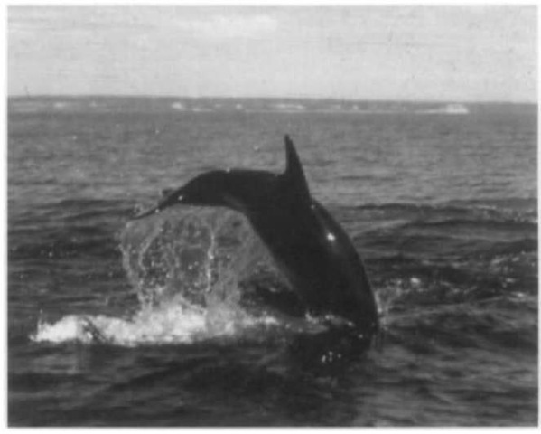 A head-first reentry of a dusky dolphin. 