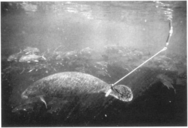  Although manatees may not swim as fast or dive as deep as some cetacea ns do, manatees have the fusiform bodies, the reduced or absent limbs, and the powerful locomotory fluke that cetaceans also have. This particular animal has been fitted with a belt attached to a floating canister containing telemetry equipment.