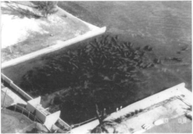 Florida manatees aggregate in large numbers around natural and artificial sources of warm water in winter. In this photograph, approximately 230 manatees huddle in the discharge of the Riveria power plant. 