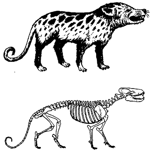  Skeleton of one of the better known mesonychian fossils, Mesonyx (bottom), and an artist's (Luci Betti) reconstruction of how it might have looked (top). This animal was approximately the size of a large dog. 