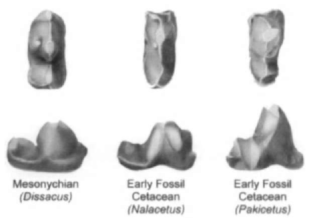 Right lower molars of a mesonychian and primitive whales for comparison. The top row of teeth is shown from a view of the chewing surface, and the bottom roto of teeth is shown from a view from the cheek side. 