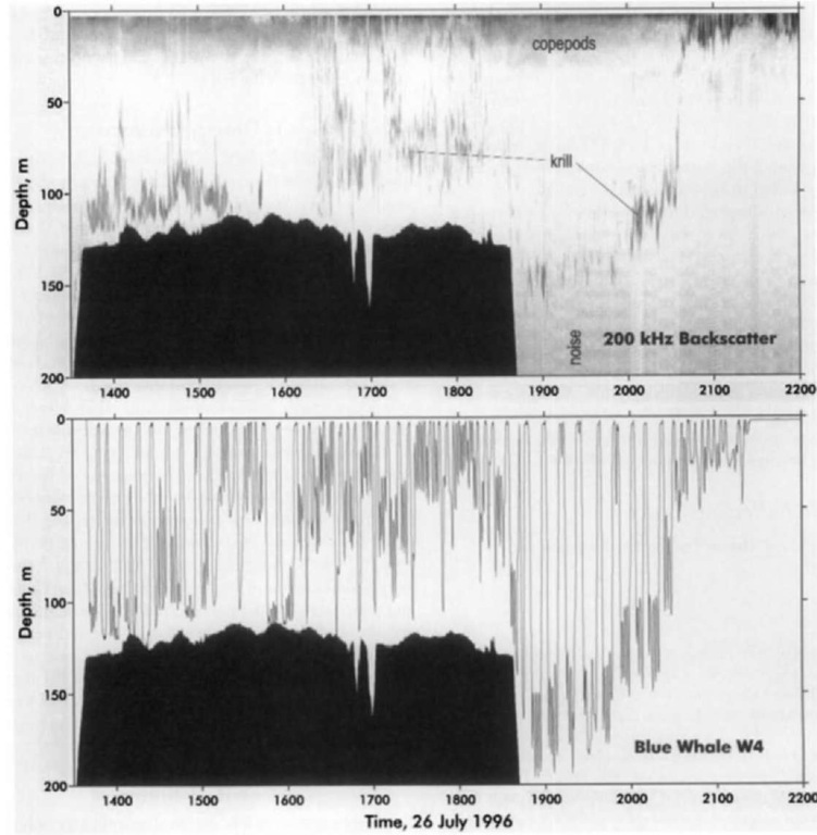 Track of a blue whale (bottom) diving into and feeding on a layer of krill (top) at the shelf edge off Santa Rosa Island, California. Reprinted from Deep-Sea Research II, 45, Fiedler, P. C., et al., Blue whale habitat and prey in the California Channel Islands, pp. 1781-1801, Copyright 1998, with permission of Elsevier Science. 