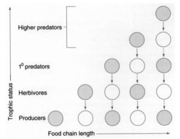 Fretwell's (1987) model of alternating plant-herbivore interaction strength with increasing food chain length. 