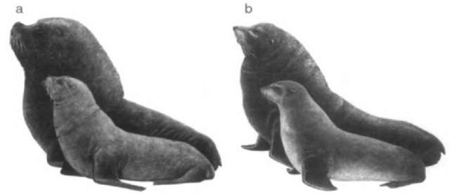 Representative otariids, (a) southern sea lion, Otaria flavescens, and (h) South African fur seal, Arctocephalus pusillus, illustrating pinna. Note also the thick, dense fur characteristic of fur seals. Males are shown behind smaller females. Illustrations by P. Folkens. 