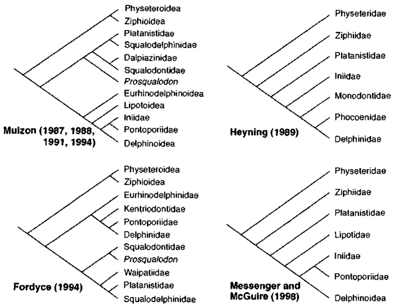 Cladograms of recent hypotheses on the affinities of "river dolphins." 