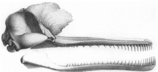 Skull of the Susu (Platanista gangetica).