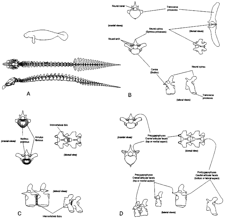 (A) The manatee and its vertebrae. In this and. subsequent illustrations of specific features, we illustrate a particular region of the vertebral column with dorsal and lateral views of that region. (B) Parts of a vertebra. The body, or centrum, of each vertebra is the primary mechanical support of the vertebral column. Vertebral centra help prevent the body of the animal from collapsing when large body muscles contract. Dorsal to the centrum is an arch of bone, the neural arch; within the arch is the neural canal. The neural arch protects the spinal cord and it may extend dorsally as a neural spine or spinous process. (C) The flexible region between adjacent vertebral bodies functions as a tough joint. Intervertebral disks (made of jibrocartilage) have two parts: the inner nucleus pulposus and the outer annulus fibrosus. (D) Zygapophyses are the articular facets that constrain motions between adjacent vertebrae. The cranial pair on each vertebra are prezygapophyses and the caudal pair are postzygapophyscs. The region of articulation between prezygapophyses and postzygapophyses of adjacent vertebrae is typically a synovial joint if the facets overlap. In some regions of the vertebral column the facets do not overlap and may be connected by collagen fibers
