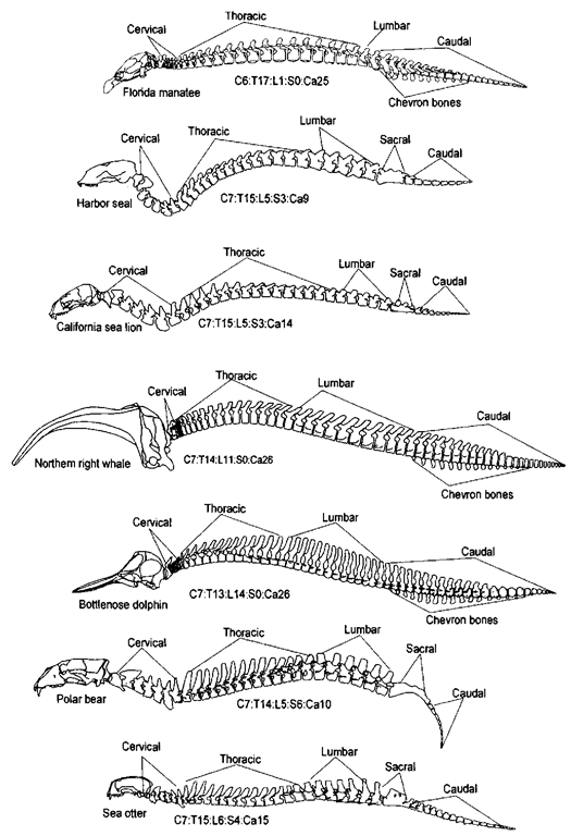 Vertebral columns of the seven selected marine mammal species: the vertebral column of the dog is similar enough to the vertebral columns of the bear and other carnivorous species to exclude it from this illustration. There are typically five separate regions: cervical, thoracic, lumbar: sacral, and caudal. In this illustration, the first thoracic vertebrae for all the species illustrated are aligned. Each sktdl and vertebral column is scaled to similar shoulder—"hip" distances. Sacral vertebrae are, by definition, associated with an attached pelvis; therefore, penna-nently aquatic species with (unattached) pelvic vestiges have no sacral vertebrae. The vertebral formula, an alpha-numerical abbreviation for the numbers of vertebrae in each region, is provided below each vertebral column. The numbers given are for the specimens illustrated; some of these numbers vary between individuals of each species.