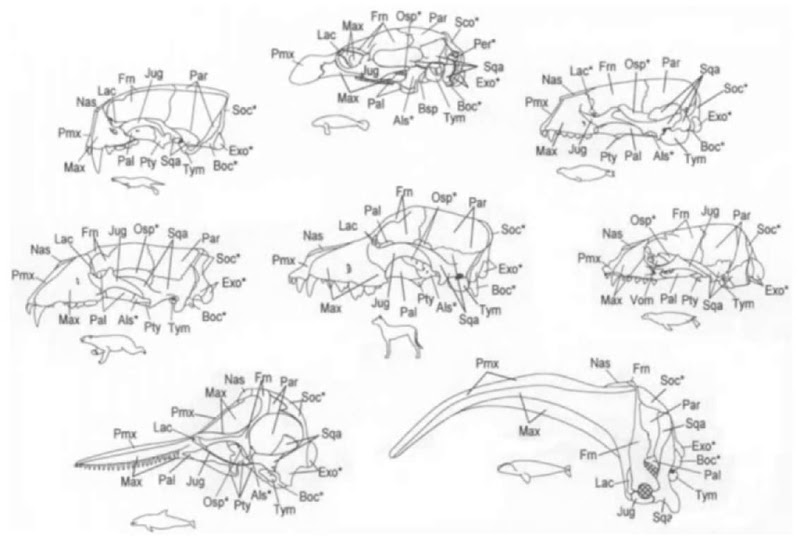 Left lateral illustrations of individual cranial bones of selected marine mammals and the dog. Abbreviations are the same as in Fig. 8. Use Fig. 8 to help visualize how each species has modified the basic plan of mammalian skull morphology.