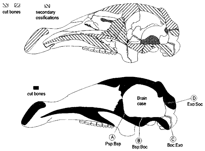 Sagittally sectioned crania of the manatee. The upper illustration shows the number and complexity of individual bones. The lower drawing is simplified to illustrate four sutures that give some indication of relative age in the manatee. (A) Between the presphenoid bone and the basisphenoid bone. (B) Between the basisphenoid bone and basioccipital bone. Sutures labeled A and B are the first to close and may reflect growth of the braincase. (C) Between the basioccipital bone and the two exoccip-ital bones (bilaterally paired sutures). (D) Between the two exoccipital bones and the supraoccipital bone. Sutures labeled C and D ankylose later in life and probably reflect changes in the mechanics of head and neck morphology as the animal matures. 