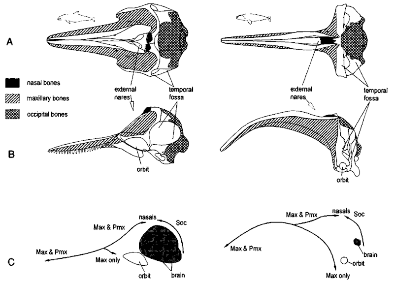 Dorsal (A) and lateral (B) views illustrating telescoping in odontocetes (left, e.g., Tursiops) and mysticetes (right, e.g., Eubalaena). Telescoping refers to the elongation of the rostral elements [both fore and aft in the case of the premaxillary and maxillary bones (Pmx and Max), the vomer, and mesorostral cartilage], the dorsorostral movement of the caudal elements [particularly the supraoccipital bone (Soc)], and the overlapping of the margins of several bones. This overlap or sliding over each other of these elements resembles old-fashioned telescopes. One result of telescoping is the displacement of the external nares (and the associated yiasal bones) toward the dorsal apex of the skull—up and over the rostral margin of the brain! Telescoping is actually quite different in odontocete and mysticete cetaceans; in most odontocetes the rostrum is dorsally concave, whereas in mysticetes the rostrum is ventrally concave. The temporal fossae of the mysticetes have moved up and fonvard over the eye; the temporal fossae in odontocetes are in a more typical mammalian position. Relatively more bone mass is moved up and over the orbit in odontocetes, whereas relatively more bone nwss is moved down and under the orbit in mysticetes. In the lower schematic (C), arrotvs indicate the directions of relative movement as each shdl is remodeled to accommodate the brain and the respiratory, feeding, and acoustic apparatus of the two types of cetaceans. Note that the odontocete brain makes up a larger percentage of the cranial volume than the brain of the mysticete; in C the brains are sealed to fit in the lateral views of the crania in B above them.