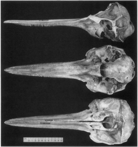 Skull of Stenella longirostris longirostris adult male from Florida. 