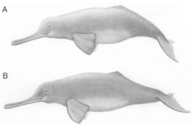(A) The susu (Platanista gangetica gangetica) and (B)bhulan (P. g. minor) are river dolphins with long narrow snouts reminiscent of gharial crocodilians (Gavialis gangeticus) that are also found in some of the same rivers. These endangered taxa were once hunted, a practice now prohibited. Entanglement in gillnets, water development, pollution, and occasional poaching are adversely affecting the survival of this species.