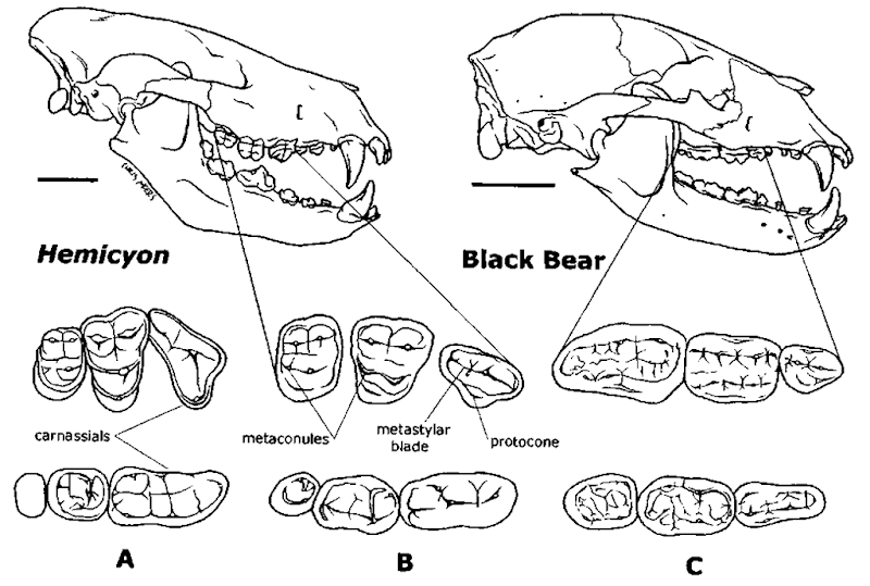Comparison of skulls and dentitions of representative members of the three ursid radiations■ Lateral views of the skulls of the Hemicyon (Miocene) and the living black bear (Ursus americanus) and occlusal vieivs of P4-M1 (above) and ml-m3 (below) for Amphicynodon (A, Oligocene), Hemicyon (B), and Ursus americanus (C). Note the relative reduction in size of the carnassial teeth and the increased surface area of the posterior molars in living bears. Figures of Amphicynodon and Hemicyon are from Cirot and Bonis (1992) and Colbert (1939), respectively. Scale bar: 5 cm.