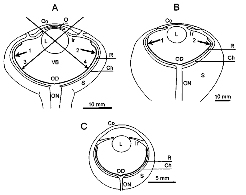 Schematic presentation of eye anatomy and optics in some cetaceans: (A) the common bottlenose dolphin, (B) the gray whale (Eschrichtius robustus), and (C) the Amazon river dolphin. Co, cornea; L, lens; Ir, iris; O, opercidum; S, sclera; Ch, choroid; R, retina; ON, optic nerve; OD, optic disc; VB, vitreous body. Arrows 1 and 2 delimit a part of the eyecup, which can be approximated by a spherical segment of about 150°. Arrotvs 3 and 4 show directions of light rays passing through the nasal and temporal holes of the pupil and through the lens center to the high-resolution parts of the retina. 
