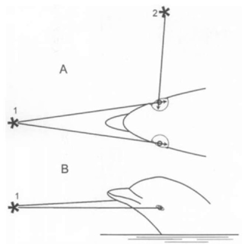 Characteristic positions of the dolphin body relative to visually inspected objects: (A) Dorsal view (for both underwater and aerial vision) and (B) lateral view (for aerial vision). 1, an above water object: 2, an underwater object. Arrows show directions of light rays from art object to the corresponding high-resolution area of the retina.