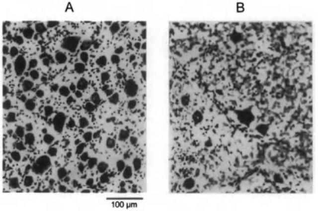 Microphotographs of the ganglion layer in a retinal whole mount of a bottlenose dolphin: (A) an area of high cell density and (B) an area of loty cell density. 