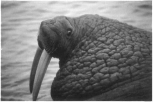 An adult male Pacific walrus. Note the large diameter of its tusks, the bulging eye, which is turned to look backward, and the pronounced tubercles of the skin on the neck. The latter feature is only seen in adult males.