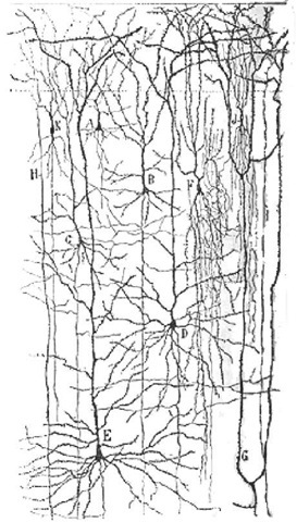 Cerebralfrontal cortex drawn by Ramon Cajal using a Golgi staining technique. Pyramidal (A, B, C, D, E) and nonpyramidal (F, K) cells are clearly depicted. Currents flowing in the dendritic trunks of pyramidal cells are believed to be the primary generators of magnetic signals outside the head. 