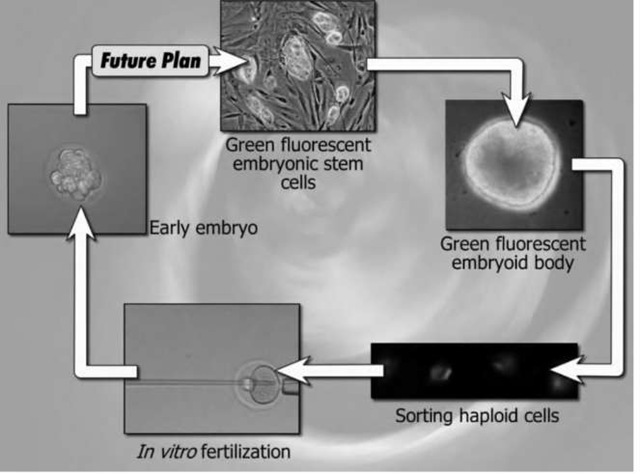 The illustration shows the derivation of embryonic germ cells and male gametes from embryonic stem cells. 