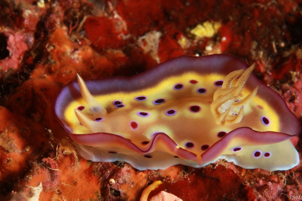 [1-16nudi-1-c6.jpg]