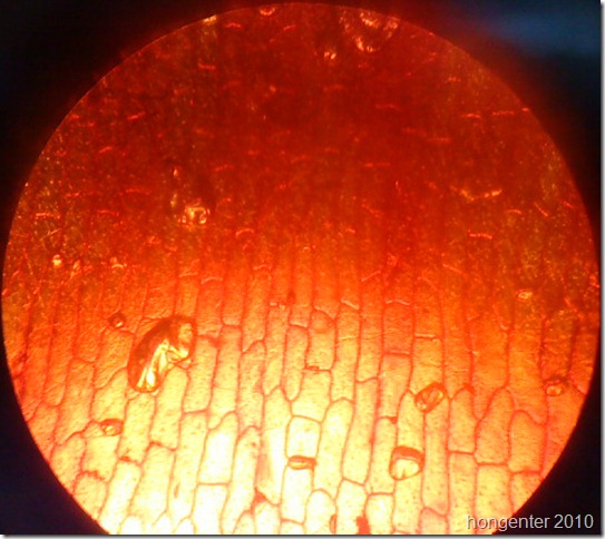 onion cell