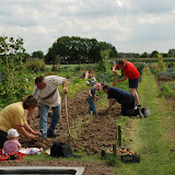 Opa's aardappels rooien.