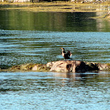 Some kind of Cormorant