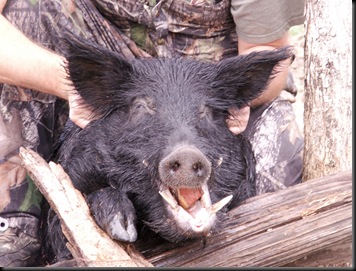 Pig Hunt 2006