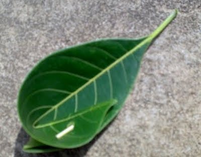 പ്ലാവില കോരി  | Plavila kori പ്ലാവില കോരി  | Plavila kori