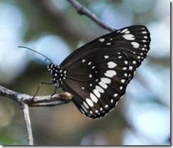 Common%20Crow%20Butterfly