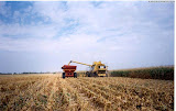 CatLexion480R_1.jpg