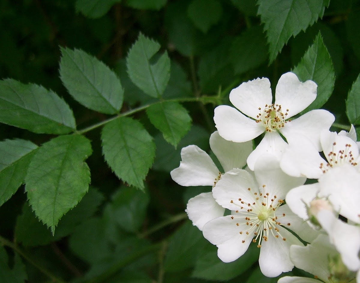 Multiflora Rose