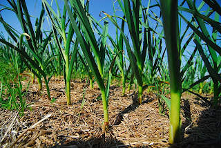 Leeks