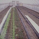 greenhouse.jpg