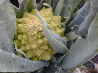 Romanesco Broccoli.JPG