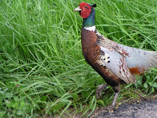[Pheasant[3].jpg]