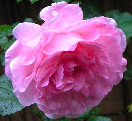 [My rose bloom 2[4].jpg]