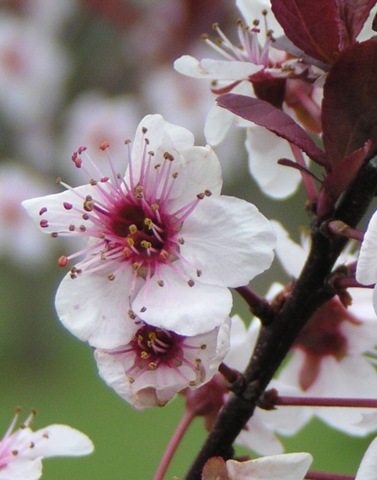 [Purple Plum Blossom[4].jpg]