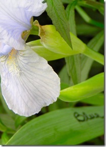 Label your Irises