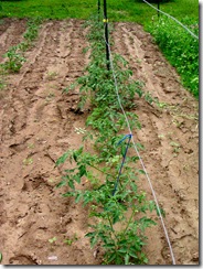tying up tomatoes