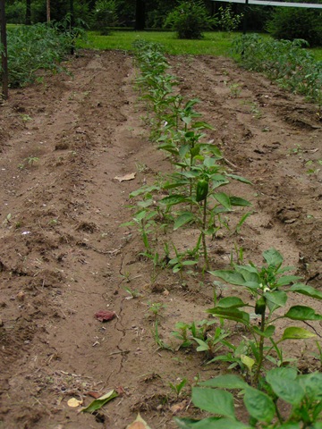 [Peppers[3].jpg]