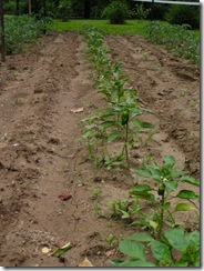 Peppers