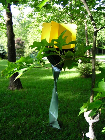[Japanese Beetle Traps[3].jpg]