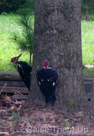 [woodpeckers[6].jpg]